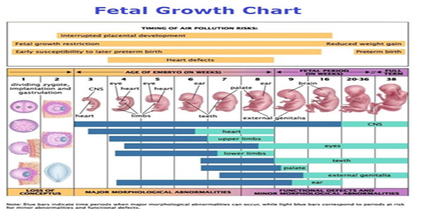 fetal-growth-chart